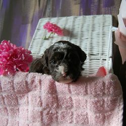 Close-up of puppy on hand