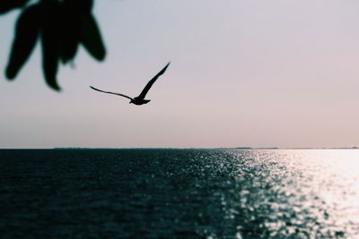Close-up of silhouette bird flying over sea against clear sky