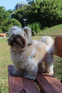 Dog sitting on bench