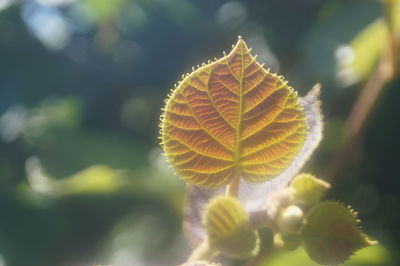 Close-up of a vineyard leaf against the sunlight 