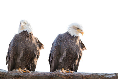 Two bald feral eagle perched on a dry branch isolated on white background.