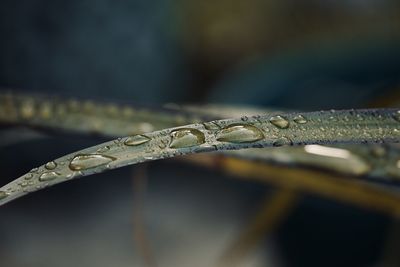 Close-up of raindrops on twig