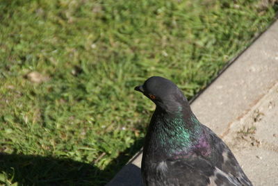 Close-up of bird perching on grass