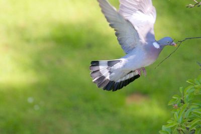 Low angle view of seagull flying