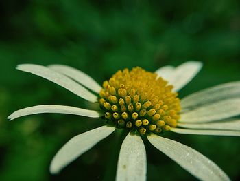 Close-up of yellow flower against blurred background