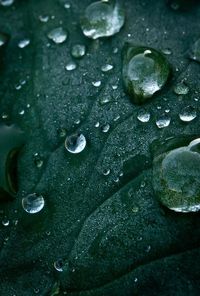 Close-up of water drops on leaf