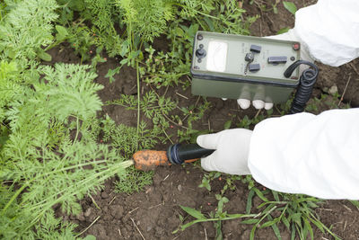 Cropped hands of man examining carrot growing on field