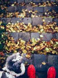 Personal perspective of woman and her dog outdoors