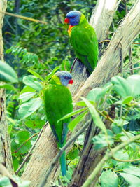 Close-up of parrot perching on tree