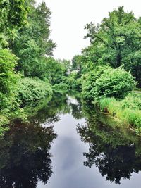 Reflection of trees in water