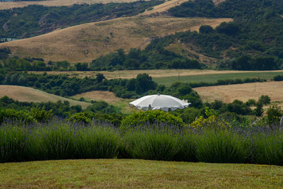 Scenic view of agricultural field