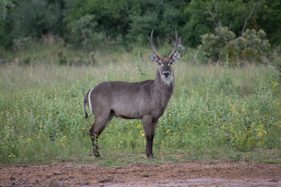 Portrait of deer standing on land