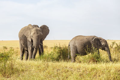 Grazing elephants on the savannah