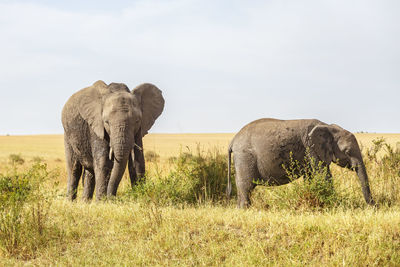 Elephant in a field
