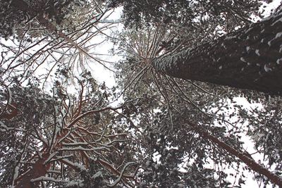 Low angle view of tree against sky