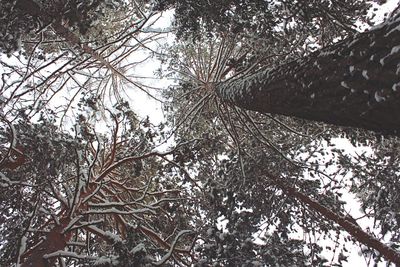 Low angle view of tree against sky