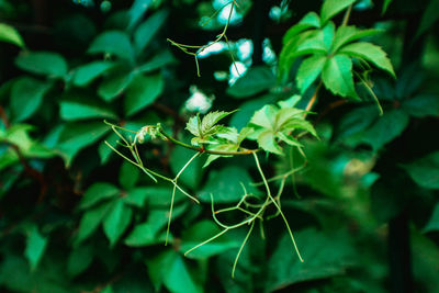 Close-up of insect on plant