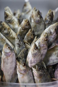 Close-up of dead fish for sale at market stall