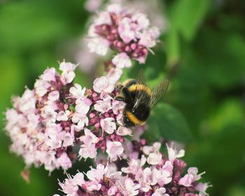 Close-up of bee on pink flowers