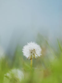 Close-up of dandelion against blurred background