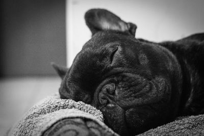 Close-up of a dog resting