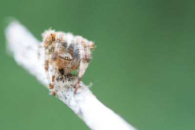 Close-up of spider
