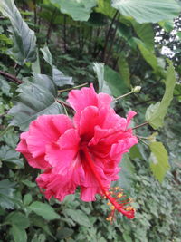 Close-up of pink flowering plant