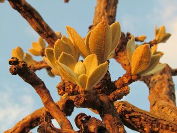 Low angle view of leaves against sky