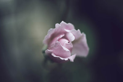Close-up of pink rose
