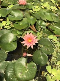 High angle view of pink flowering plants floating on water