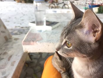 Close-up of a cat looking away