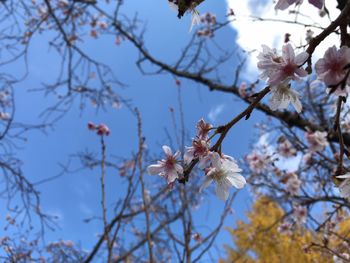 Low angle view of cherry blossoms against sky