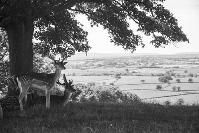 Cow sitting on field by trees against sky