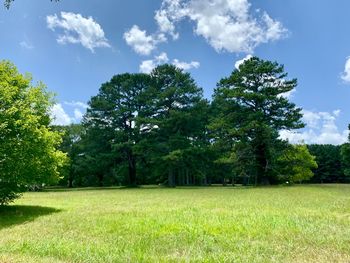 Trees on field against sky