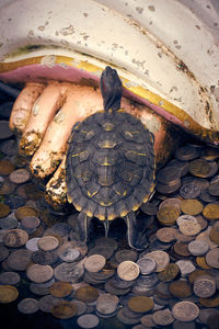 Close-up of tortoise on stone wall