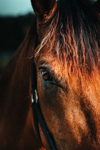 Beautiful horse eye portrait from puerto rico country side
