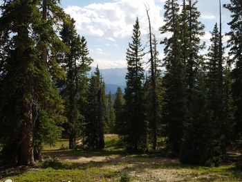 Pine trees in forest against sky