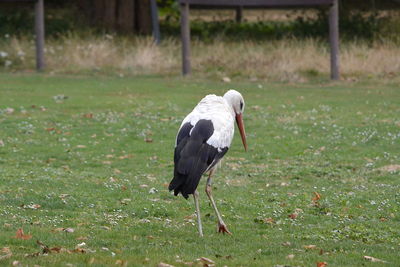 View of bird on field