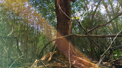 Trees in forest against sky