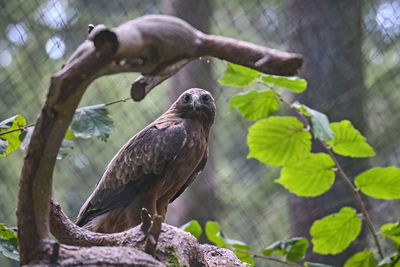 Low angle view of eagle perching on tree