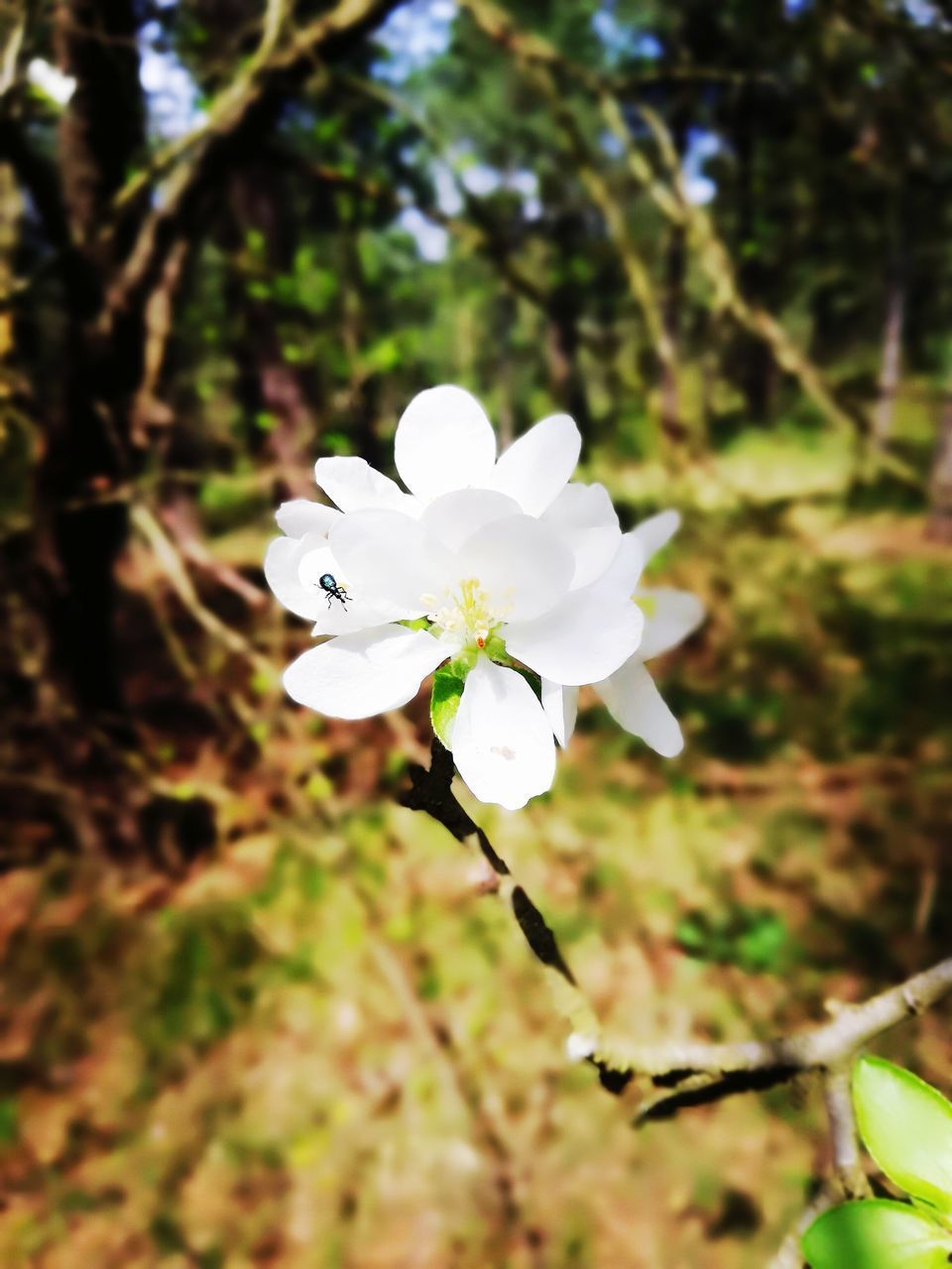 CLOSE UP OF WHITE FLOWER