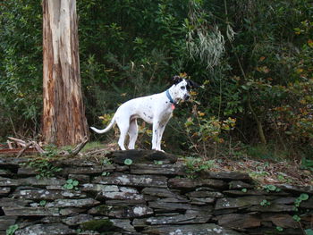 Dog standing in a forest