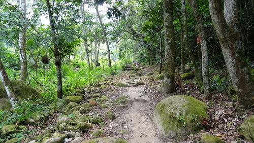 View of trees in forest