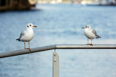 Seagull perching on sea shore