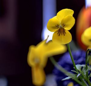 Close-up of yellow flowers