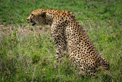 Cheetah sitting in grass staring over grassland