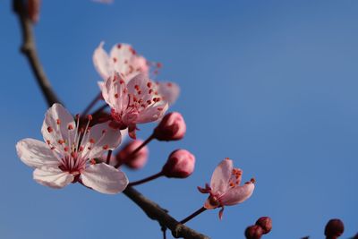 Close-up of pink cherry blossoms against sky