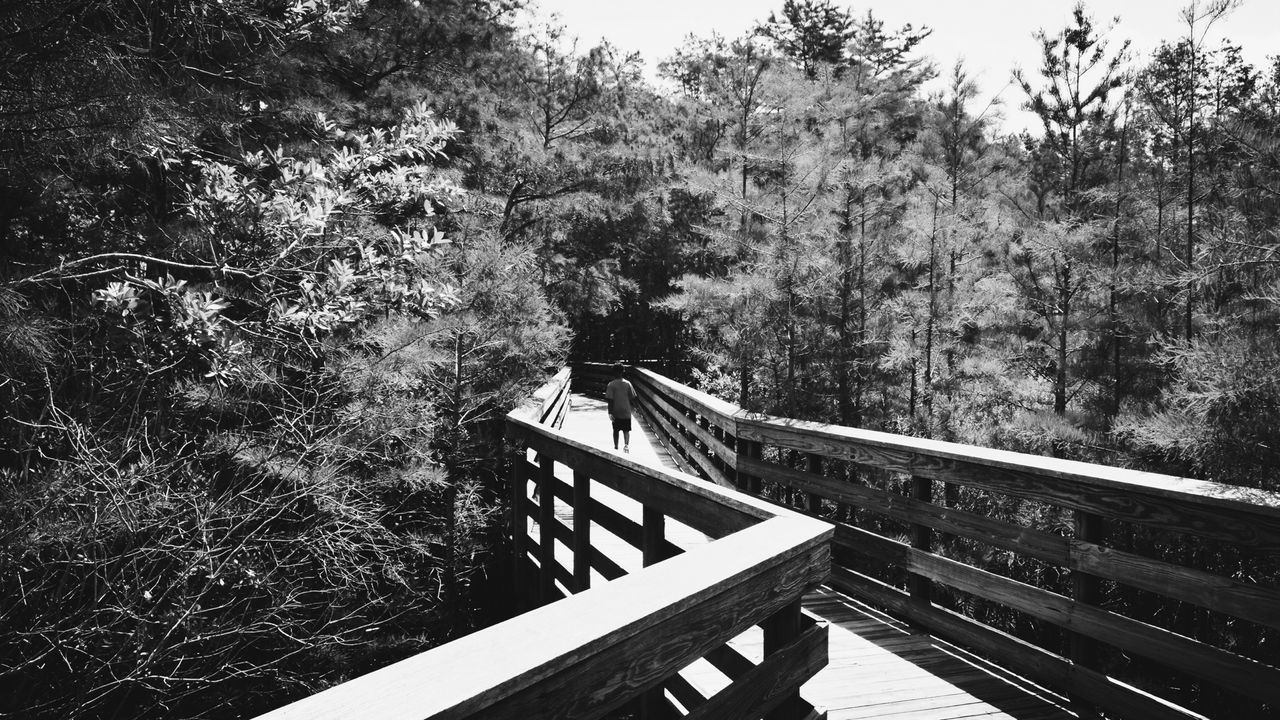 tree, railing, the way forward, steps, footbridge, shadow, lifestyles, steps and staircases, sunlight, leisure activity, nature, day, tranquility, staircase, boardwalk, walking, wood - material, bench