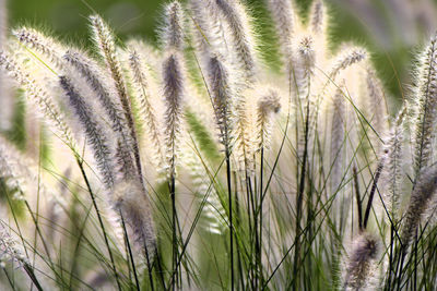Close-up of crop growing on field