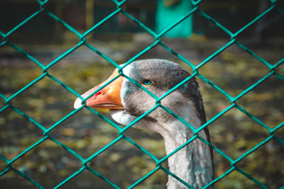 Close-up of bird seen through chainlink fence